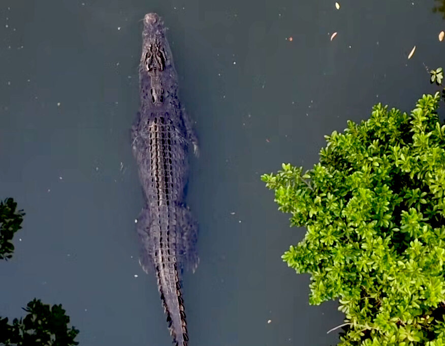 WATCH VIDEO: Favourite croc back in old stomping ground
