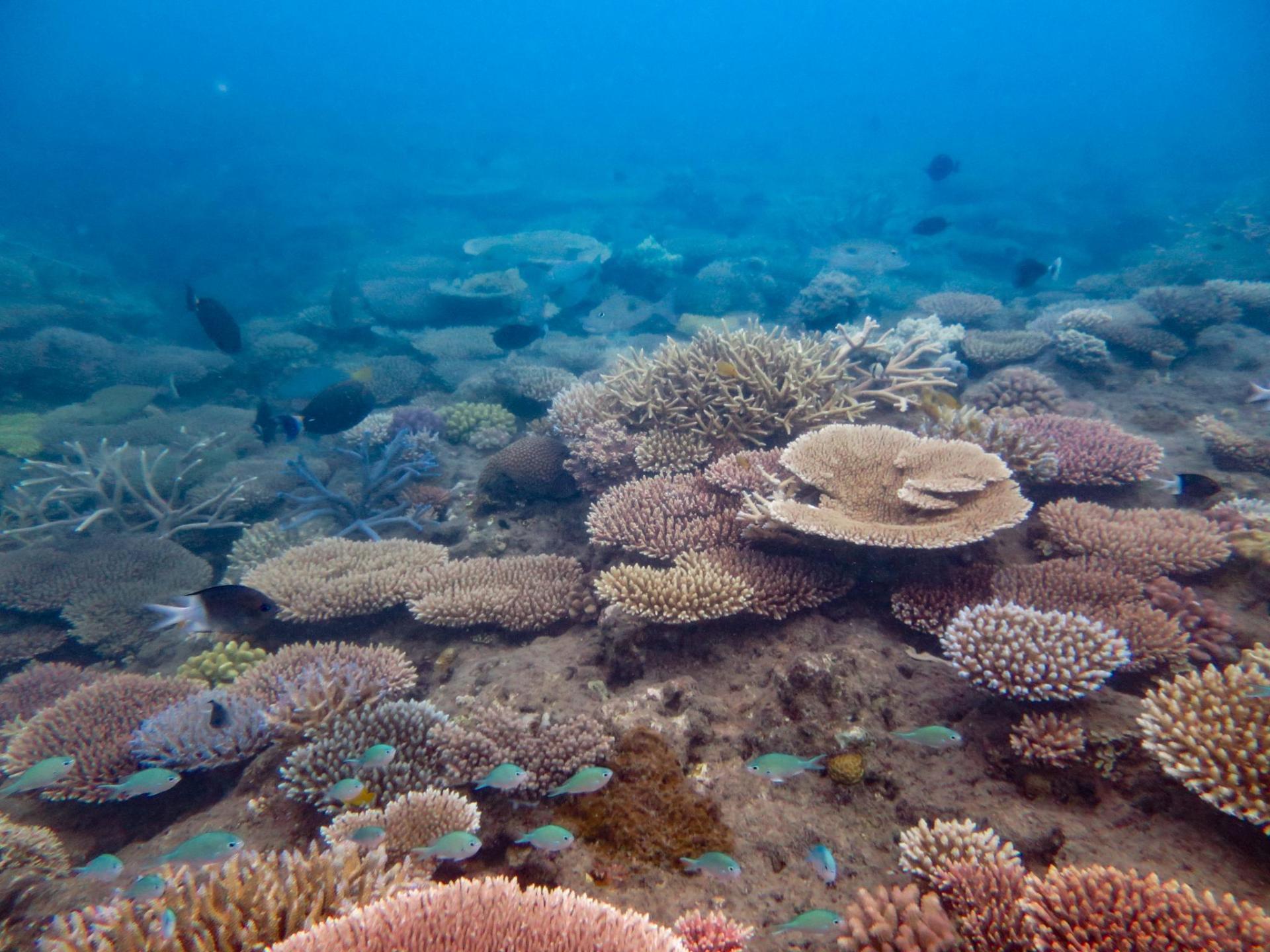 AIMS: Coral Reefs off Port Douglas show improved signs of health ...