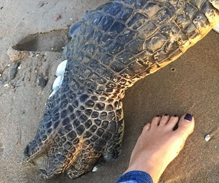 NEWSPORT DAILY-EXCLUSIVE: Mysterious discovery as giant Croc found beheaded, dead, at Cow Bay
