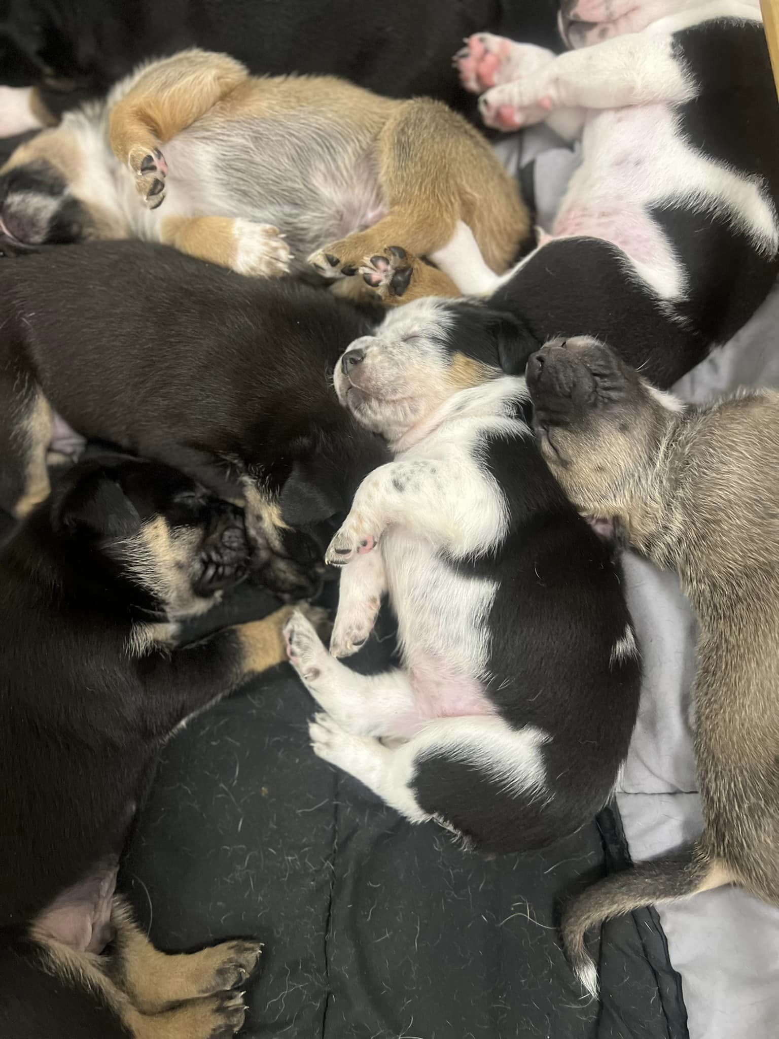 North little rock animal shelter adoptables top